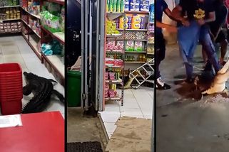 Krokodýl vnikl do supermarketu. Na dlaždičkách mezi regály mu to děsně klouzalo - Novinky